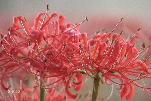 Lycoris radiata red spider - lycoris,